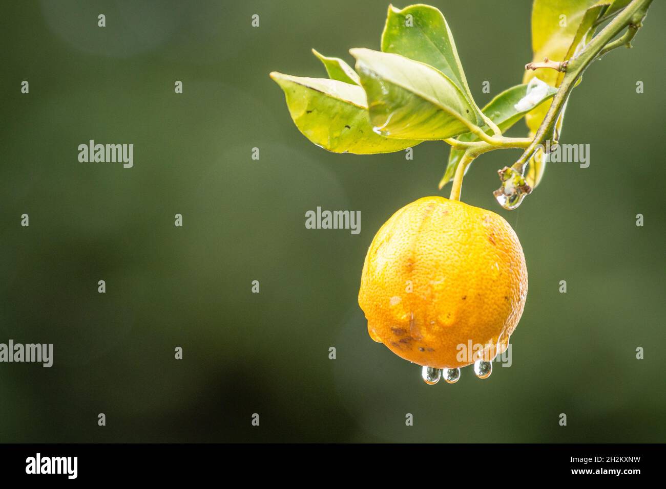Orange unique sur un arbre orange après une tempête de pluie, eau sur la chair et gouttelettes sur le point de tomber. Banque D'Images
