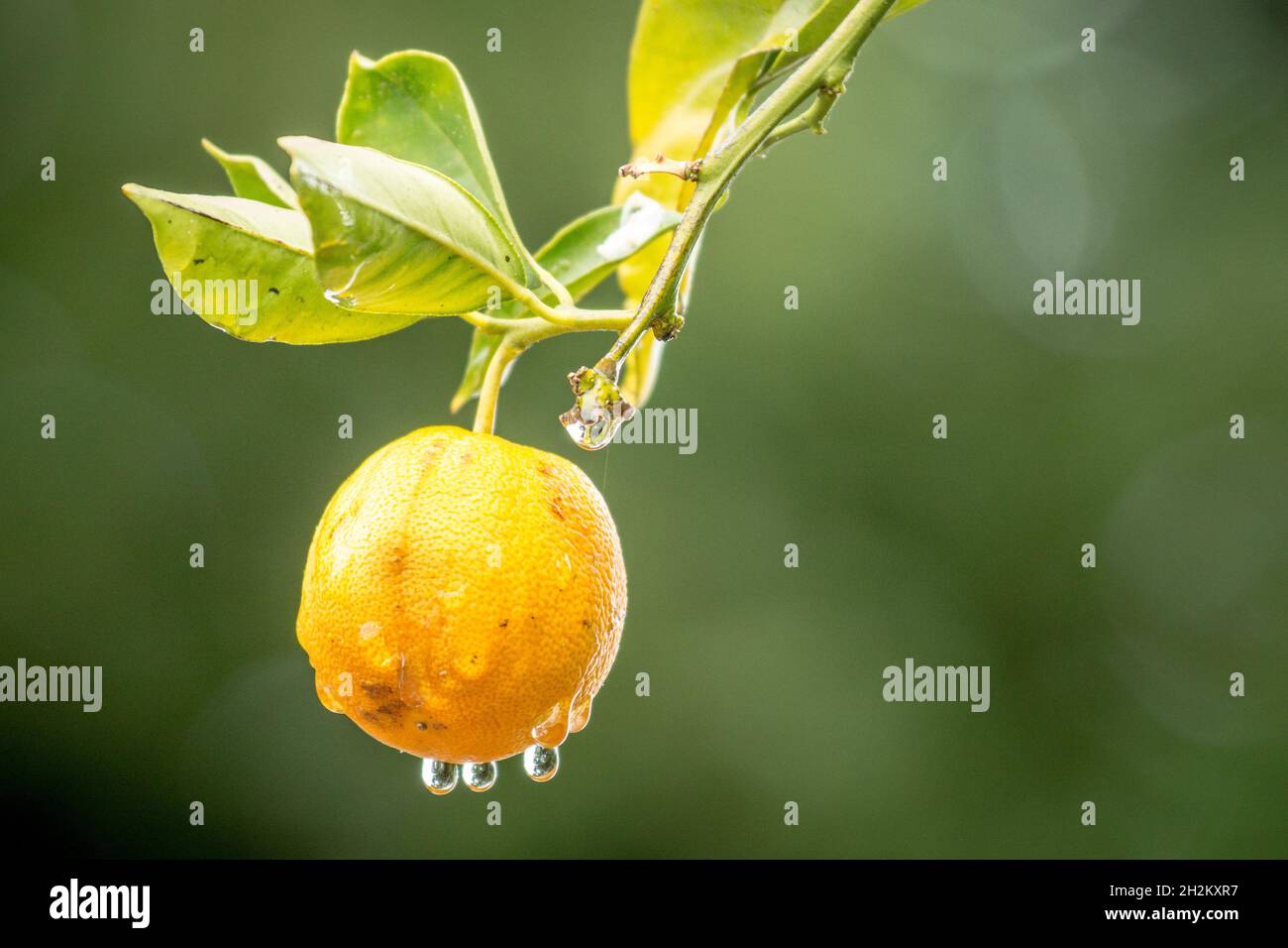 Orange unique sur un arbre orange après une tempête de pluie, eau sur la chair et gouttelettes sur le point de tomber. Banque D'Images