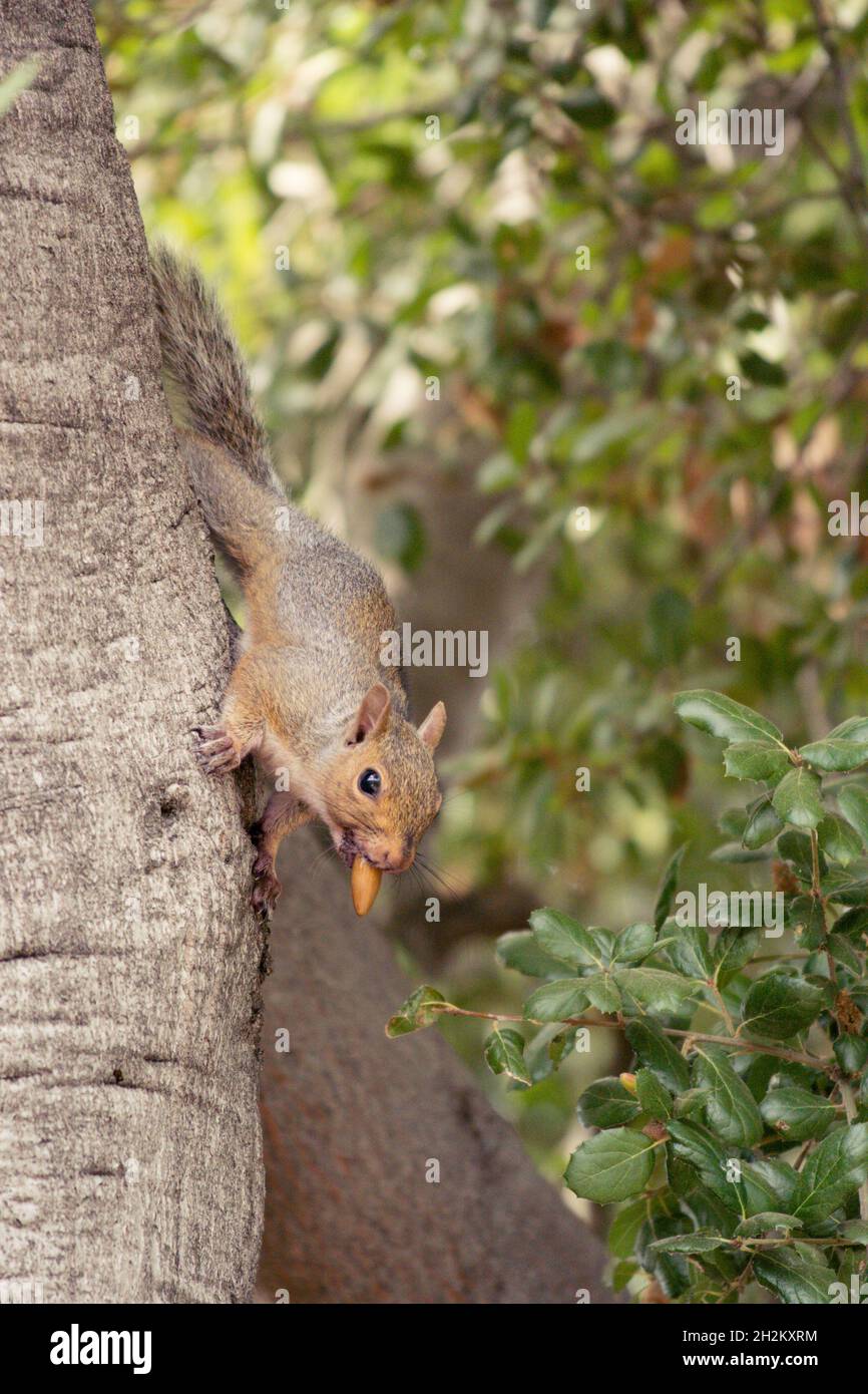 Écureuil gris/gris descendant tronc d'arbre de chêne avec corne en bouche Banque D'Images