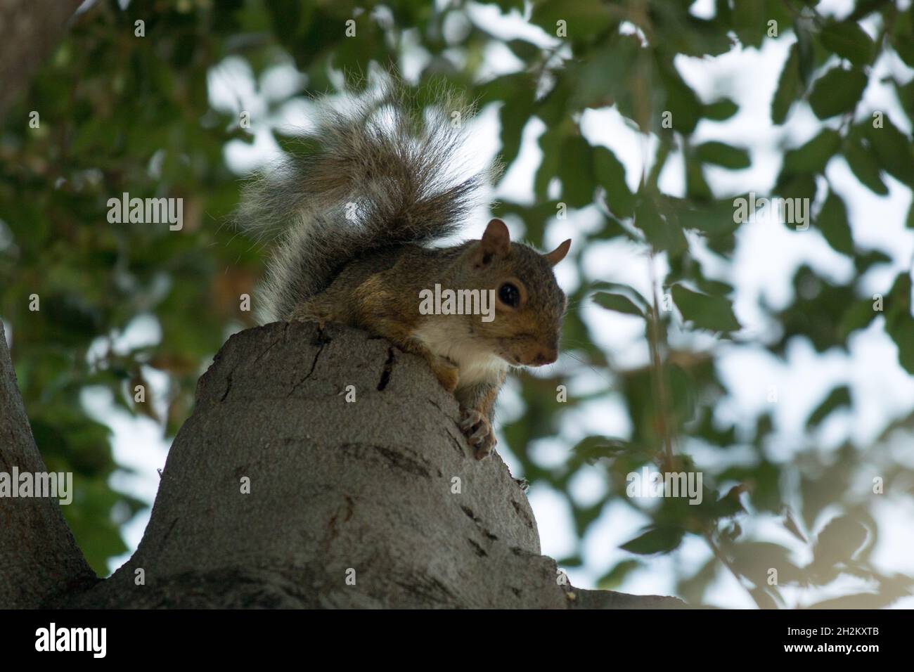 Écureuil gris de l'est regardant la caméra, assis sur une souche dans California Live Oak Tree Banque D'Images