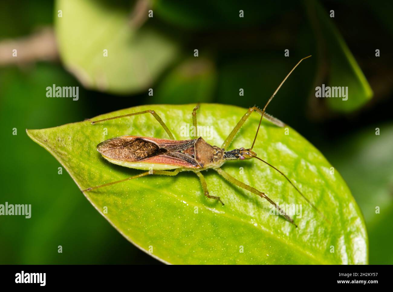Hopper de feuilles Assassin Bug (Zelus renardii) chasse aux insectes sur une feuille à Houston, TX. Banque D'Images