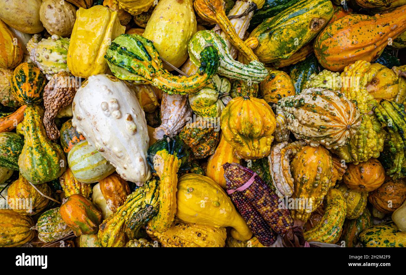 Un groupe de gourdes colorées avec vue à plat dans une boîte sur une ferme. Banque D'Images