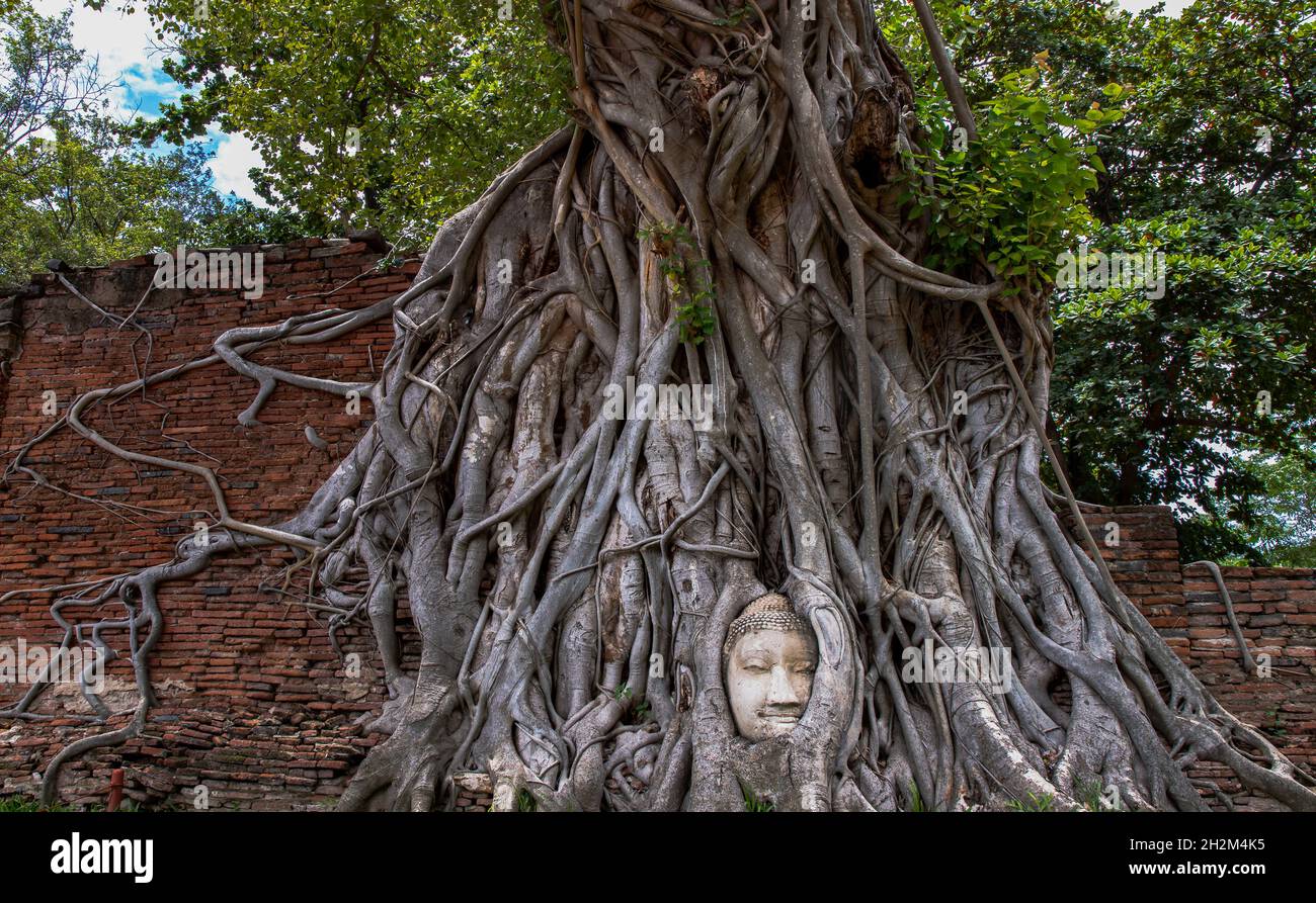 Aytthaya, Thaïlande, 22 août 2020 : la tête du Bouddha antique est enchâssée dans un arbre de Banyan non vu à Wat mahathe.Ayutthaya, Thaïlande.Mise au point sélective. Banque D'Images