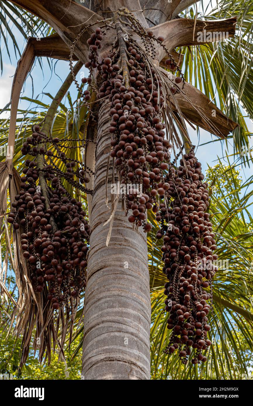 Moriche fruits des palmiers de l'espèce Mauritia flexuosa Banque D'Images