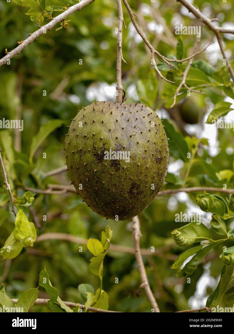 Fruit vert soursop de l'espèce Annona muricata avec foyer sélectif Banque D'Images