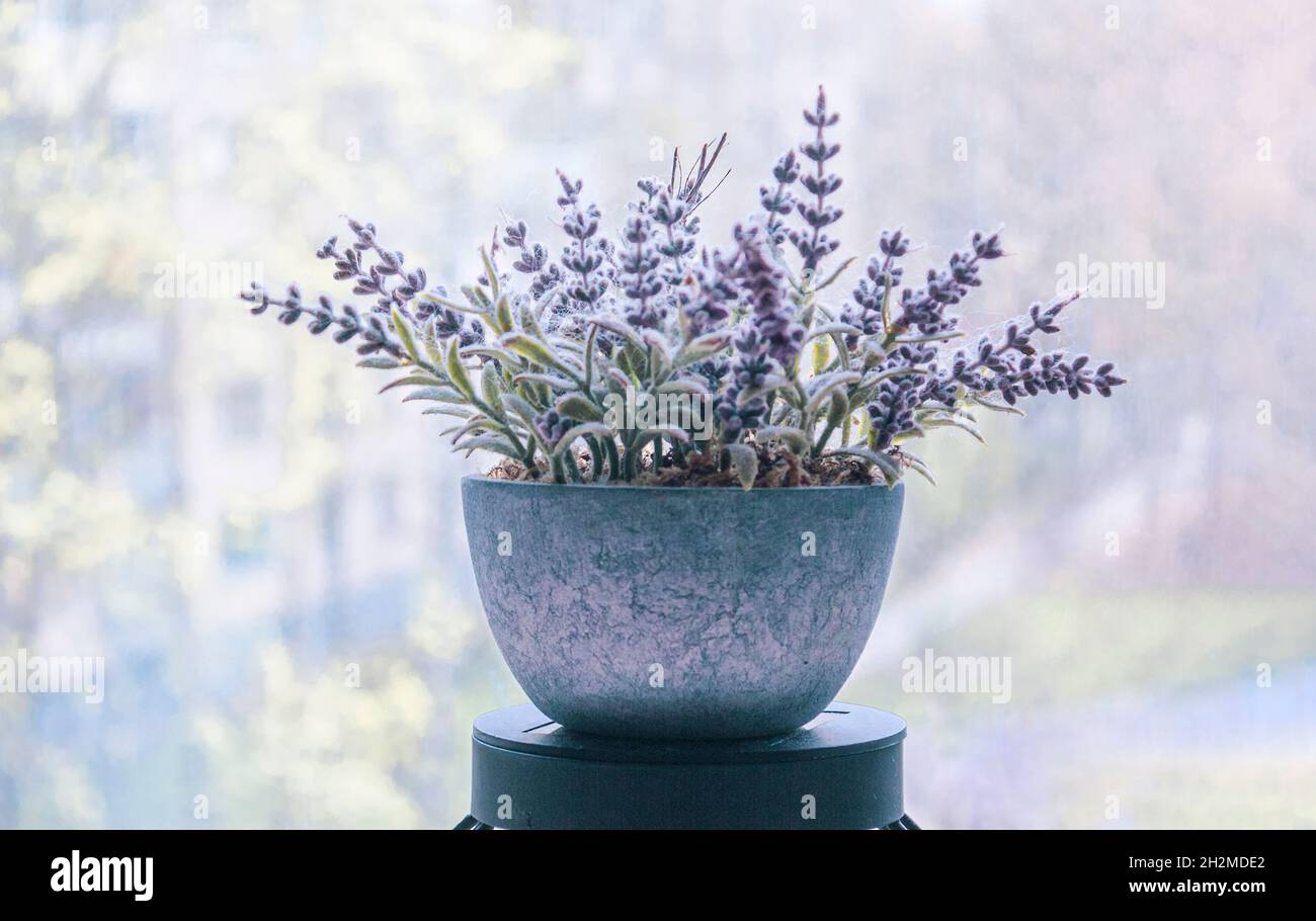 Un bouquet de lavande dans un beau pot bleu sur un fond flou Banque D'Images