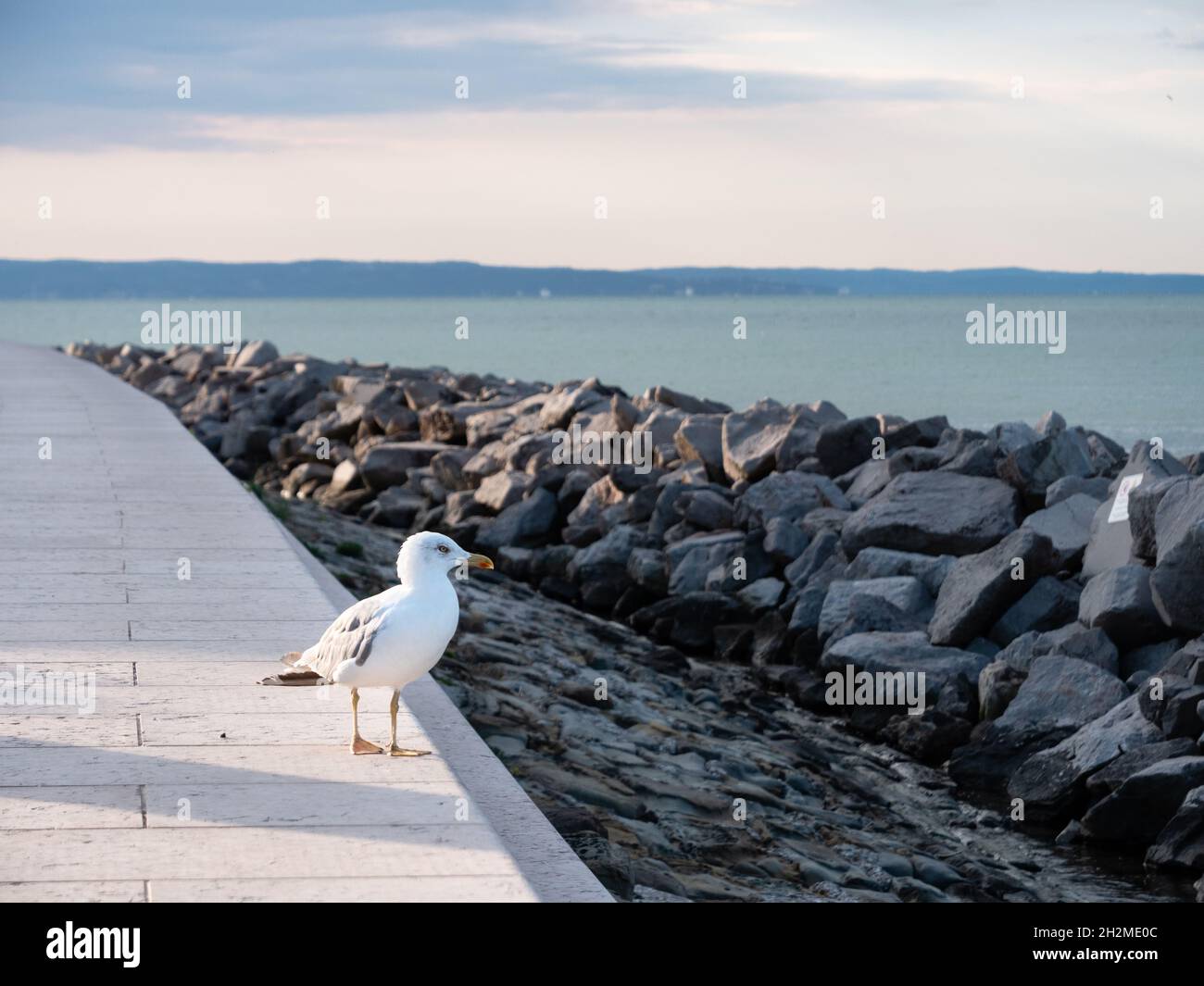 Goéland sur la promenade de Lungomare à Grado, Italie de l'espèce Larus Linnaeus sur la rive de la lagune de la mer Adriatique Banque D'Images