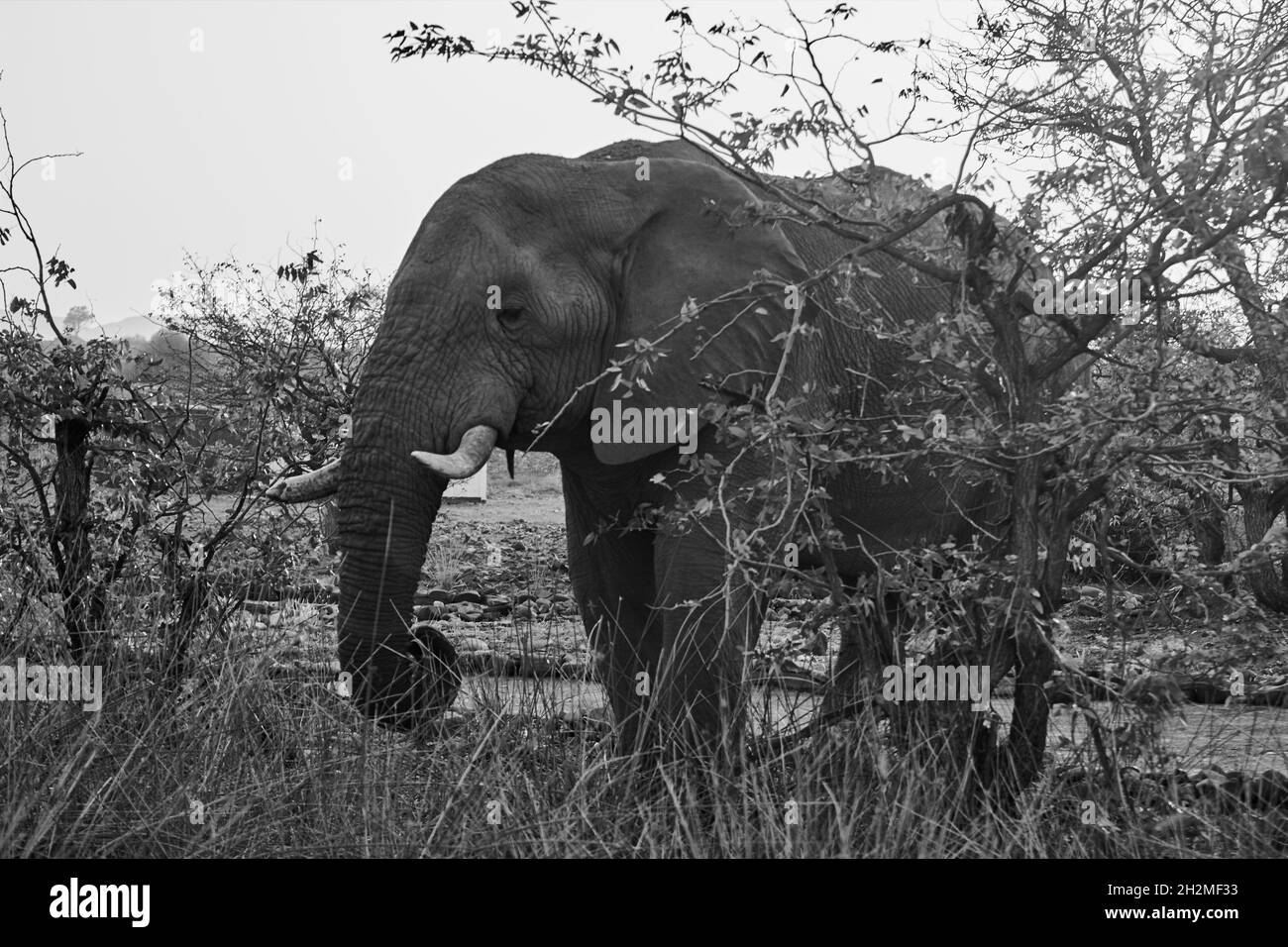 Vue latérale d'un éléphant sauvage (Loxodonta africana) dans le Bush africain, Namibie. Banque D'Images