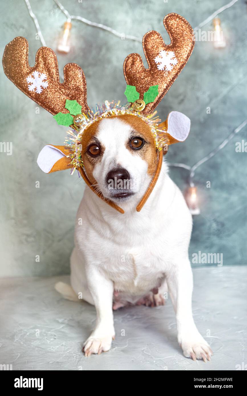 Portrait d'un chien Jack Russell Terrier avec décoration de Noël et bois  sur la tête.Petit chien drôle dans un costume de cerf de Santa regardant le  Photo Stock - Alamy