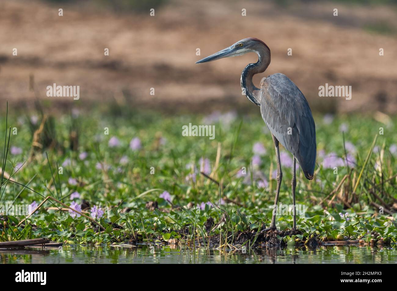 Goliath Heron - Ardea goliath, magnifique grand héron coloré des lacs et rivières africains, Parc national de la Reine Elizabeth, Ouganda. Banque D'Images