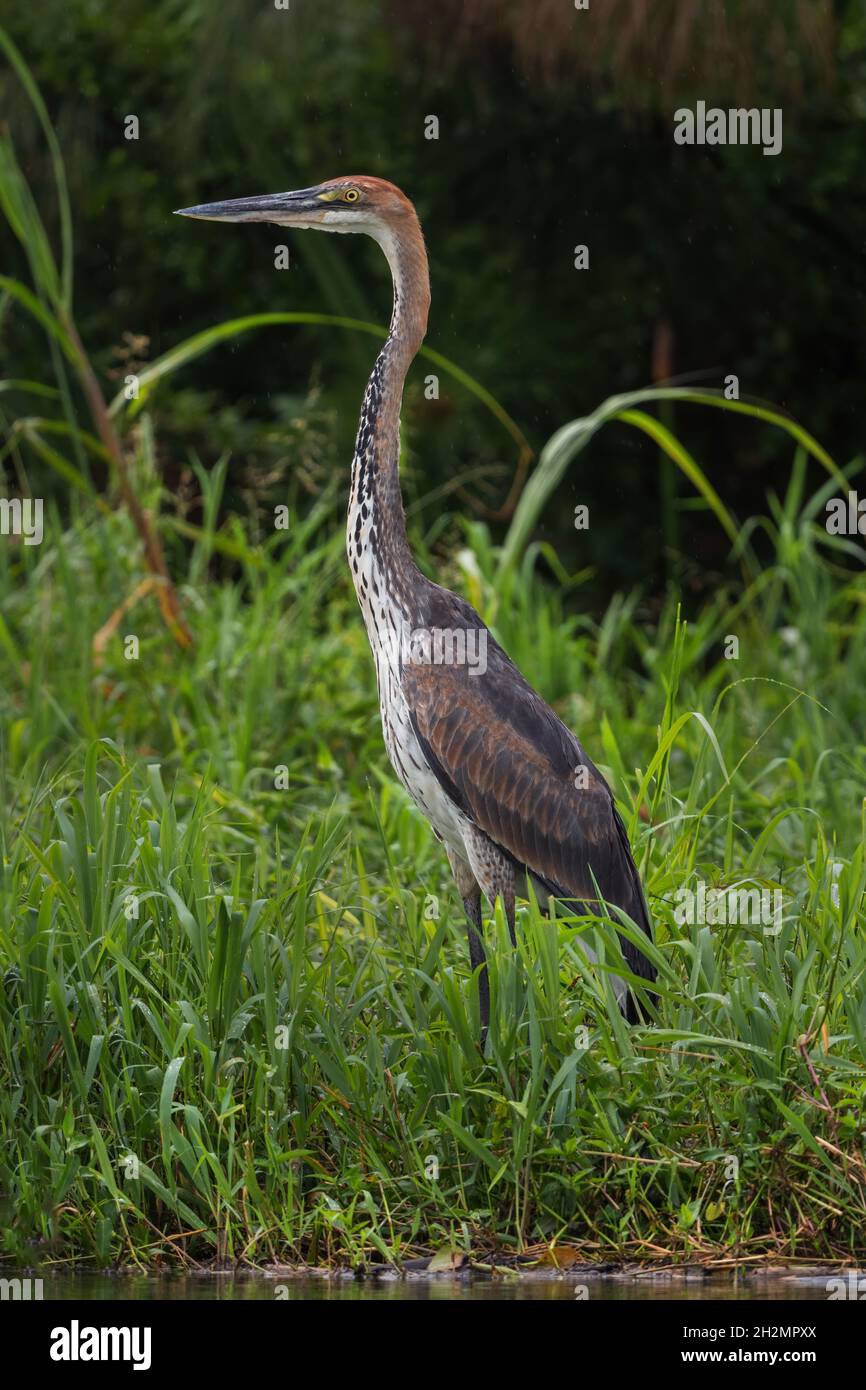 Goliath Heron - Ardea goliath, magnifique grand héron coloré des lacs et rivières africains, Parc national de la Reine Elizabeth, Ouganda. Banque D'Images