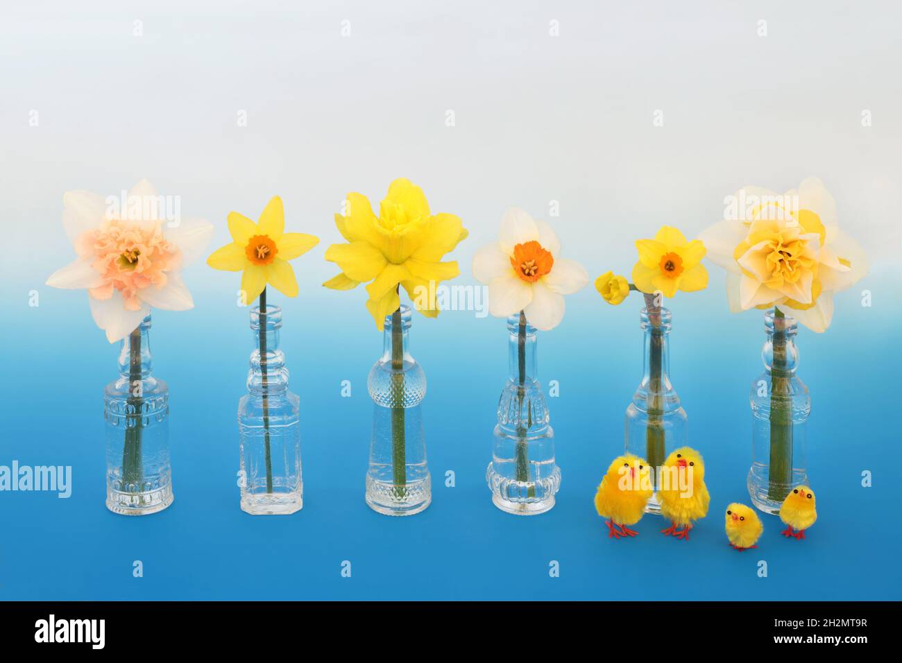 Poussins de Pâques avec des fleurs de jonquille et de narcisse dans de vieilles bouteilles de vase en verre sur fond bleu dégradé.Symboles du concept Pâques et Printemps. Banque D'Images