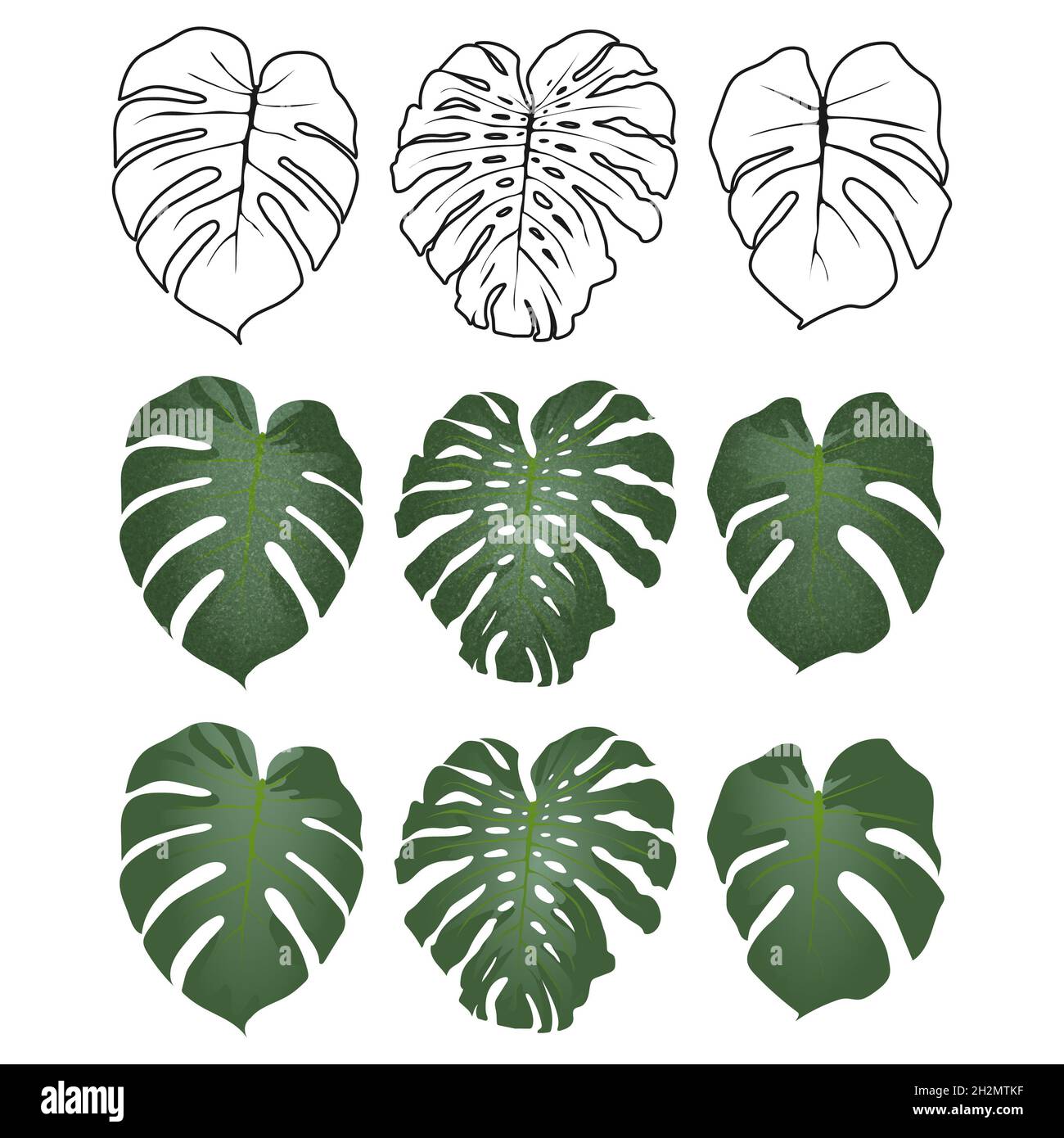feuilles tropicales sur fond blanc en vecteur Banque D'Images