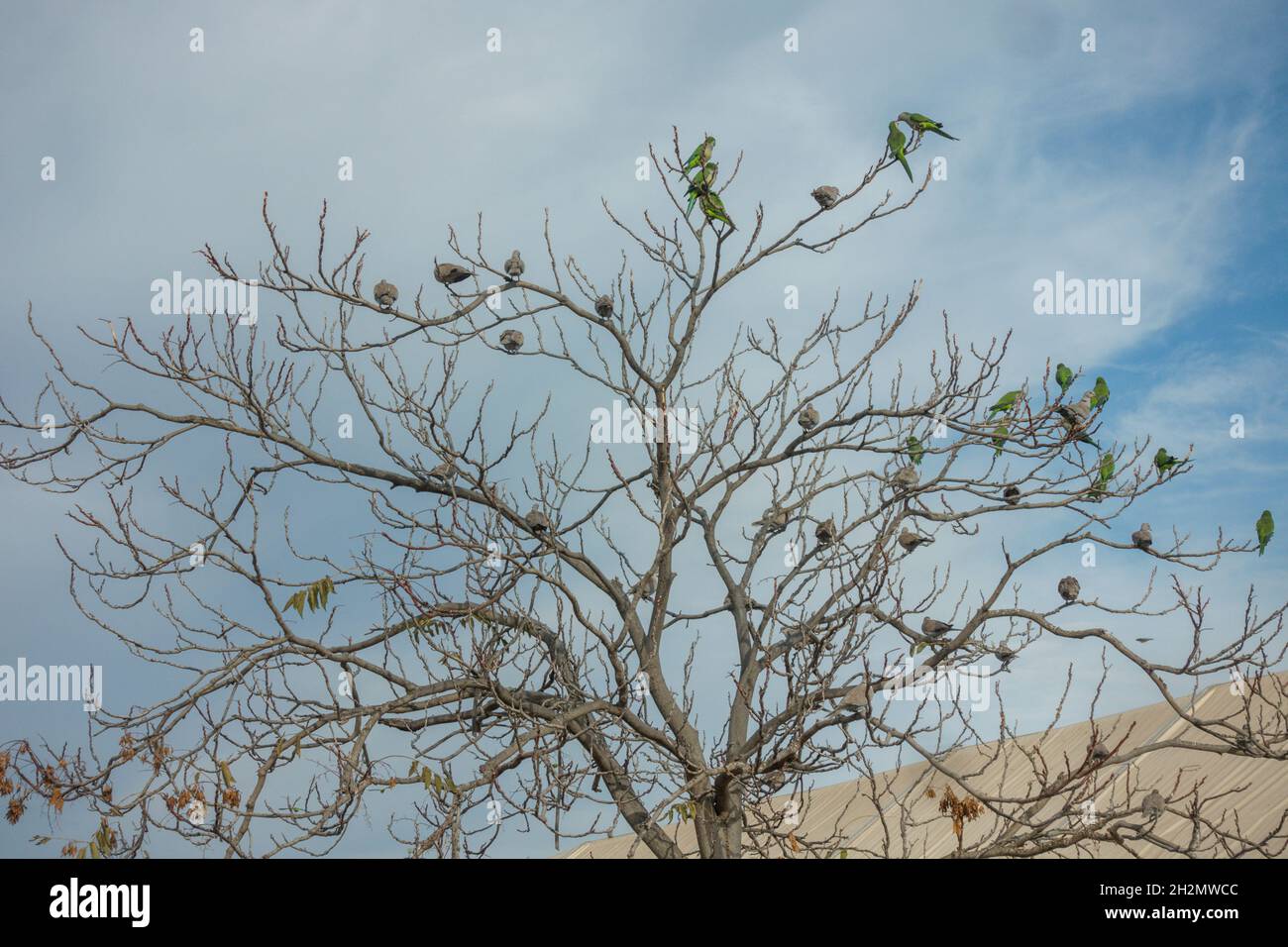 Arbre plein de Monk Parakeet (Myiopsitta monachus), Espagne. Banque D'Images
