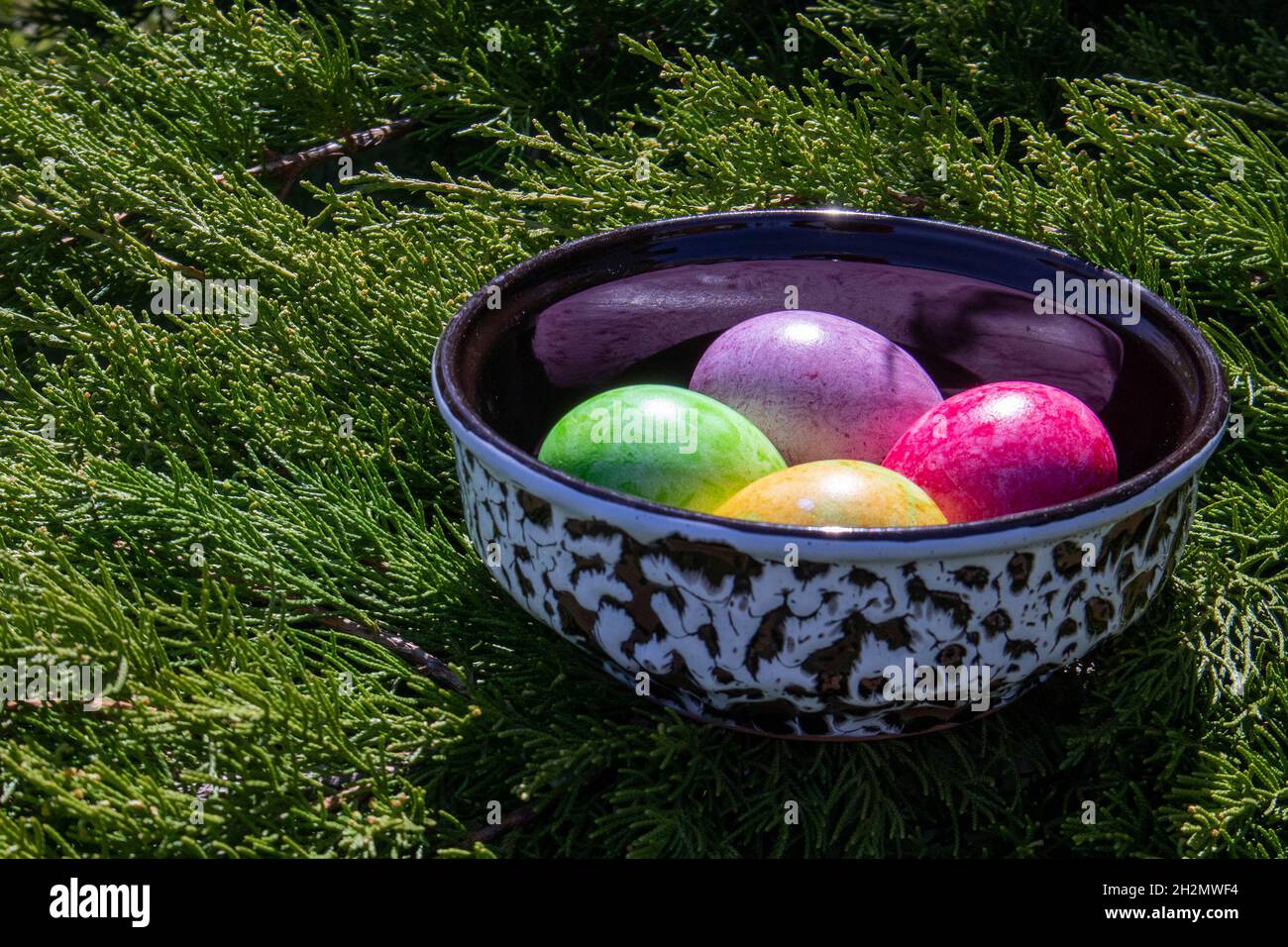 Quatre œufs de pâques multicolores dans un bol en céramique branche de thuja en direct Banque D'Images