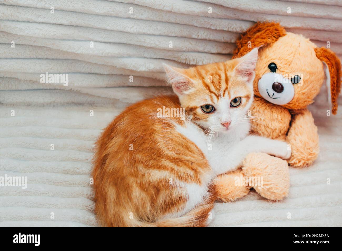 Portrait d'un chaton au gingembre à côté d'un jouet sur le lit Banque D'Images