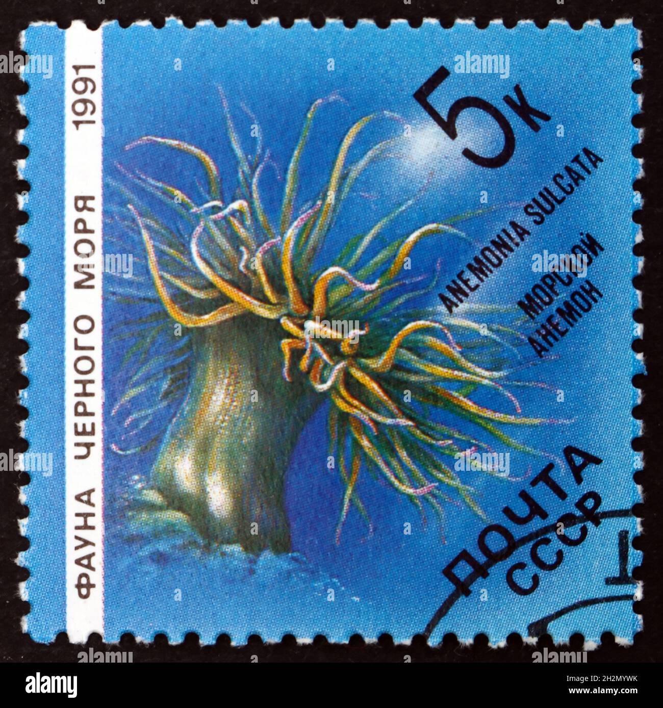 RUSSIE - VERS 1991: Un timbre imprimé en Russie montre Méditerranée Snakelocks mer Anemone, Anemonia sulcata, vers 1991 Banque D'Images