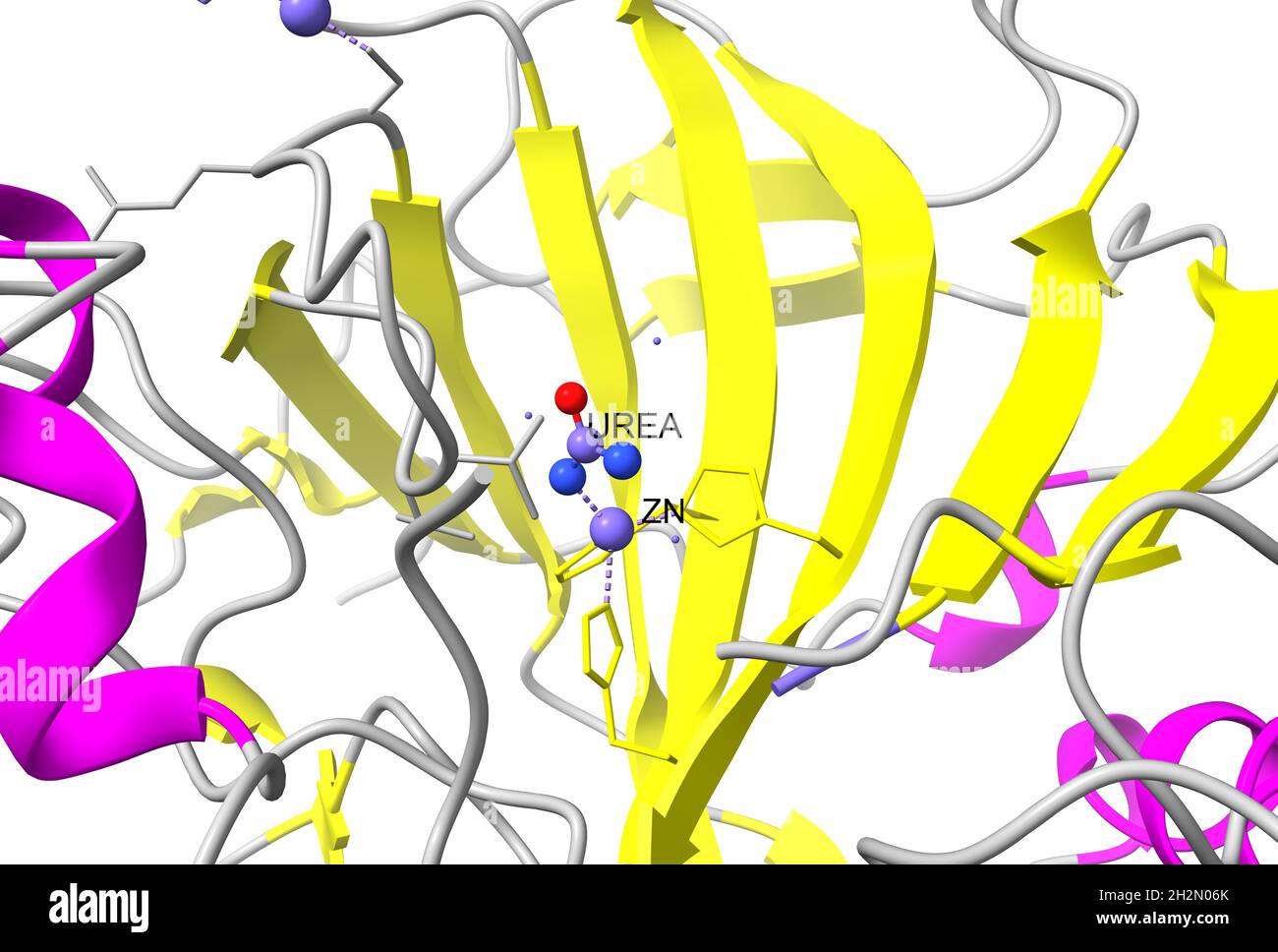 Centre actif de l'anhydrase carbonique II humaine avec l'ion zinc et l'urée liée.Modèle de dessin animé 3D, schéma de couleurs de structure secondaire, PDB 1bv3 Banque D'Images