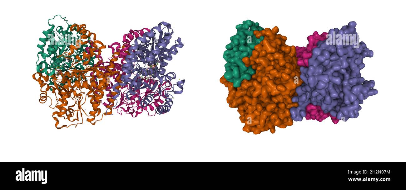 Protéine MoFe de nitrogénase liée à N2 d'Azotobacter vinelandii, modèles de surface de dessin animé 3D et gaussienne, PDB 6ug0, fond blanc Banque D'Images