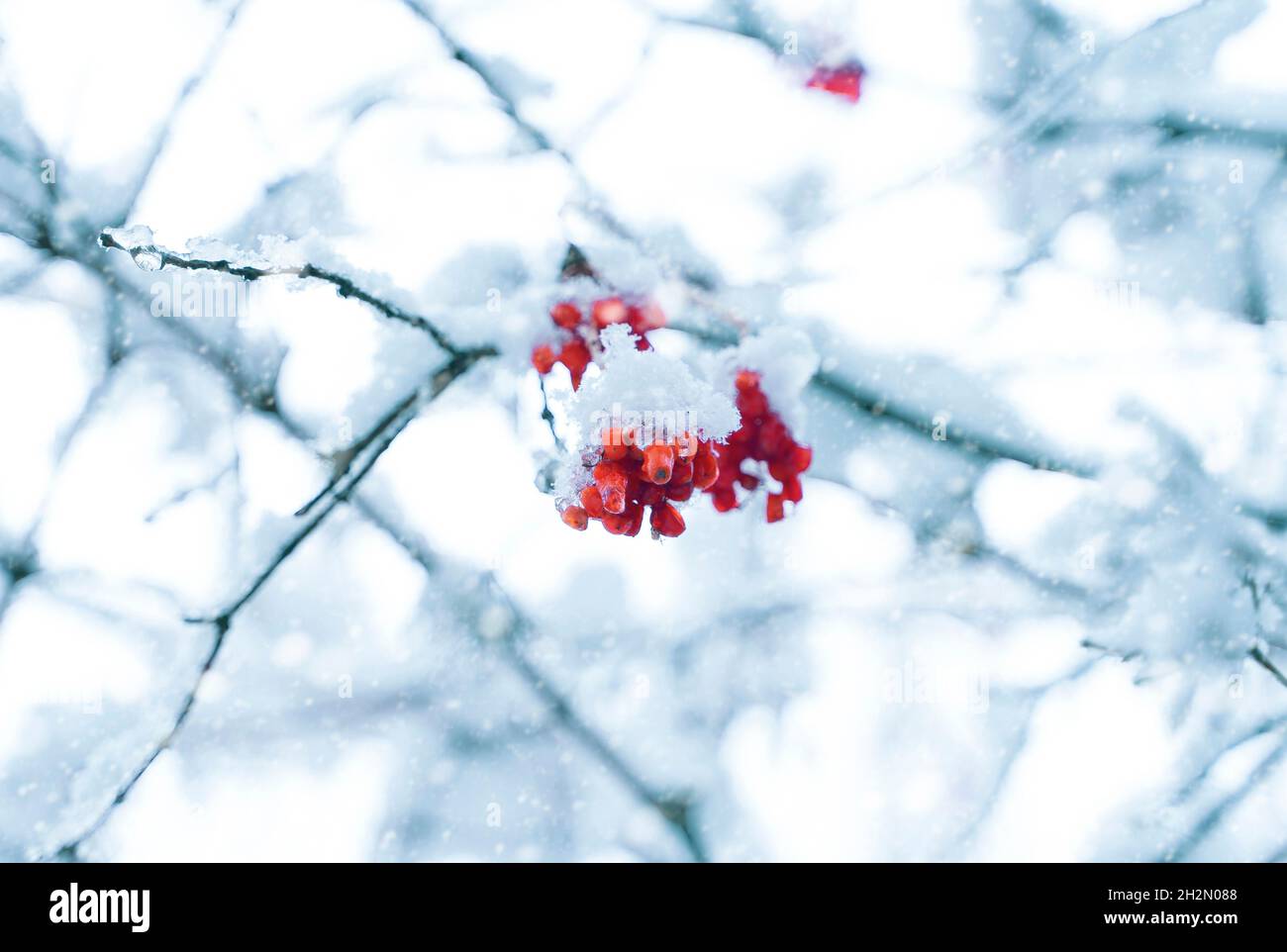 Baies rouges recouvertes de neige accrochée à la branche de l'arbre. Banque D'Images