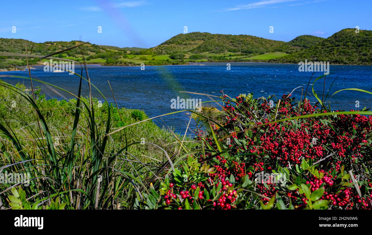 Parc naturel de s'Albufera des Grau, Minorque, Espagne. Fruits rouges et vue sur le lagon Banque D'Images