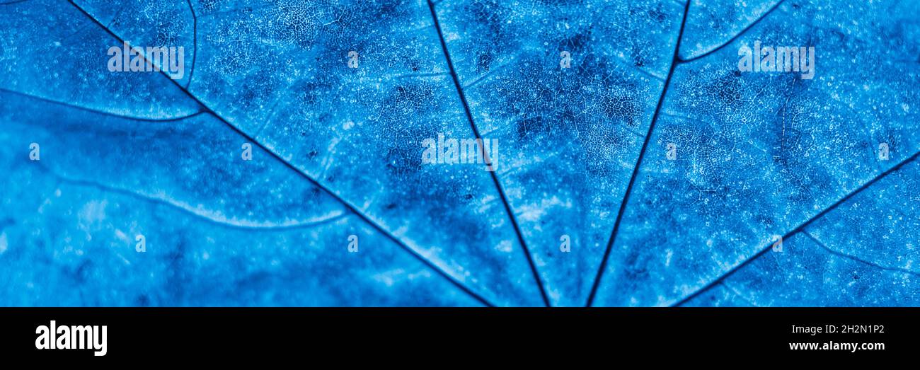 Feuille d'érable en gros plan.Photo d'art bleu profond. Banque D'Images