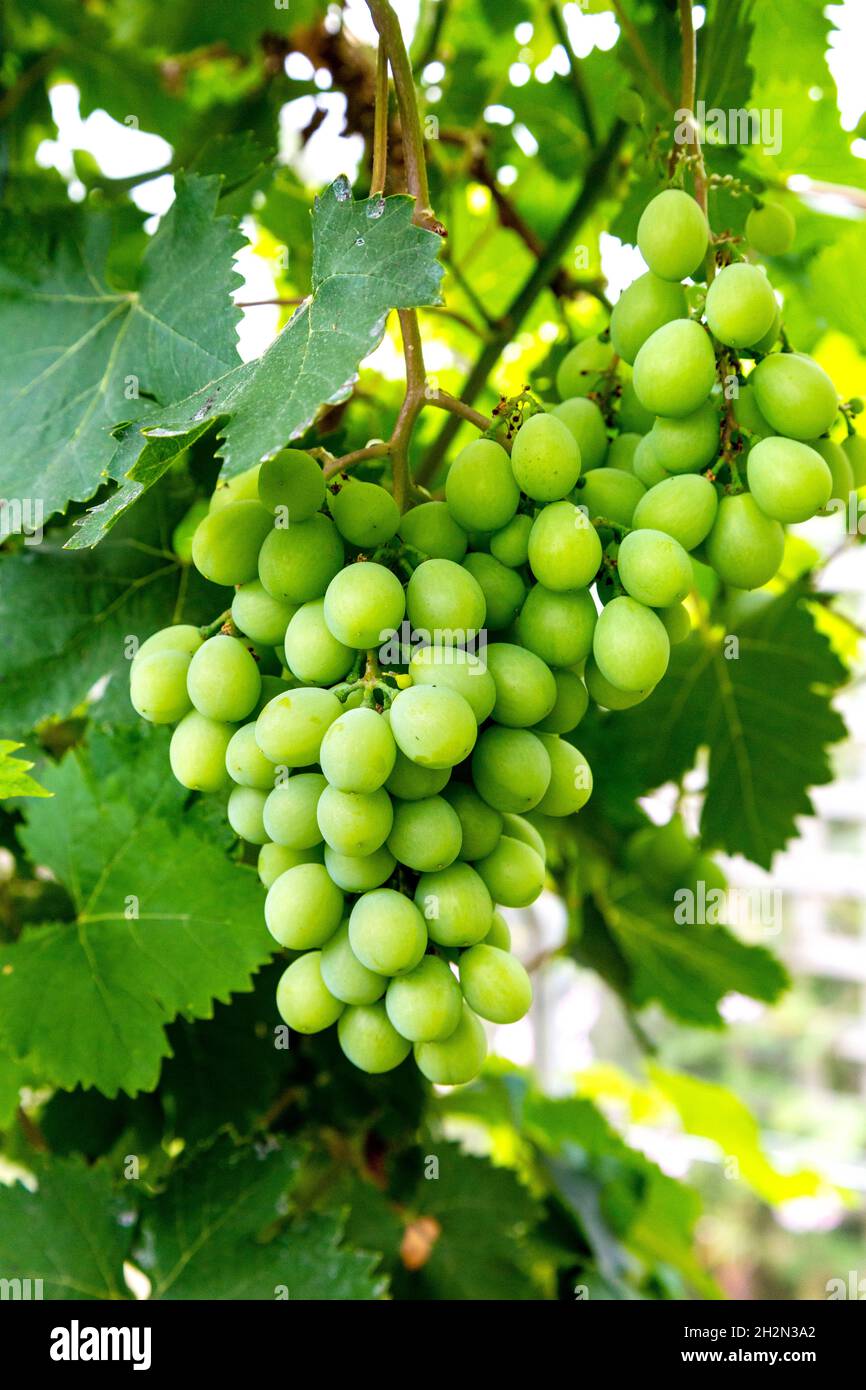 Raisins blancs biologiques croissant dans un vignoble Banque D'Images