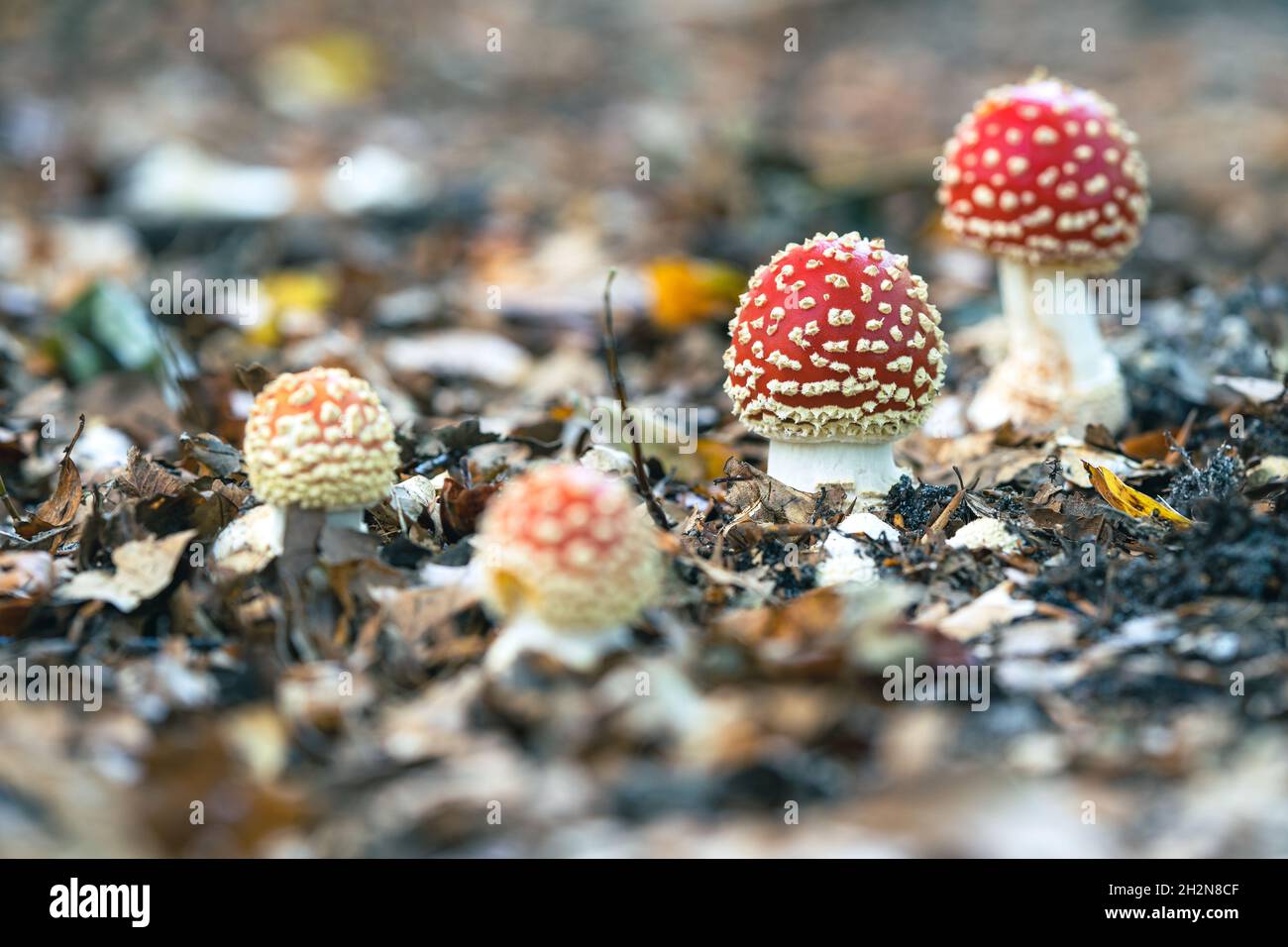 Gros plan d'un champignon de la mouche rouge avec un capuchon de champignon à pois blancs, également connu sous le nom de tabouret et est l'espèce de champignon la plus populaire. Banque D'Images