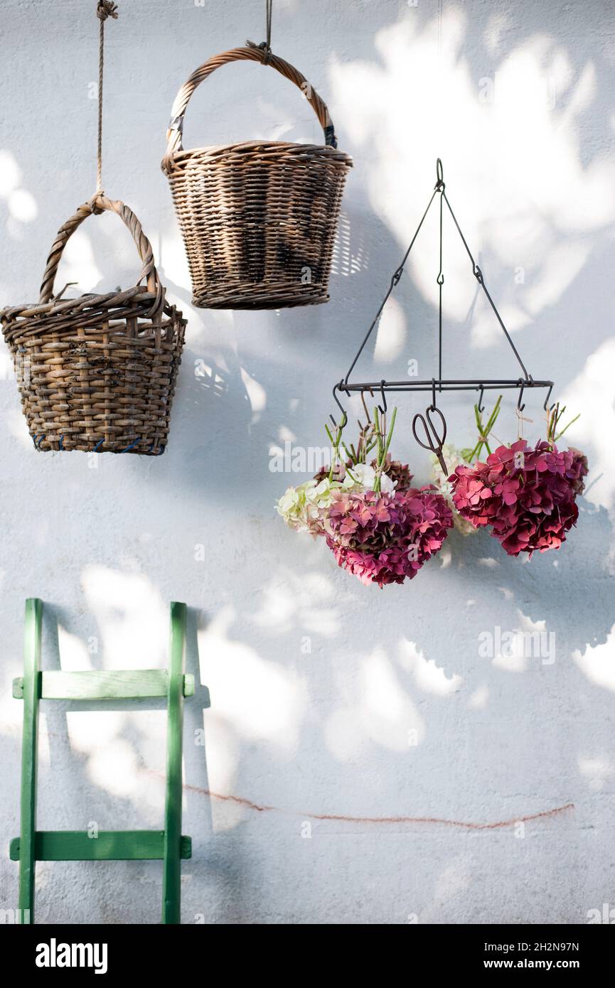 Studio de rameaux, de cônes de pin et de champignons parasol (Macrolepiota procera) Banque D'Images