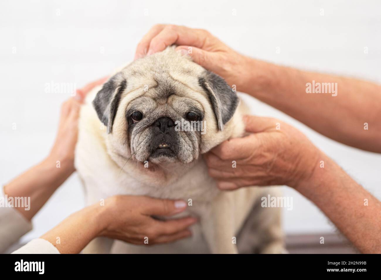 Couple senior jouant avec pug Banque D'Images