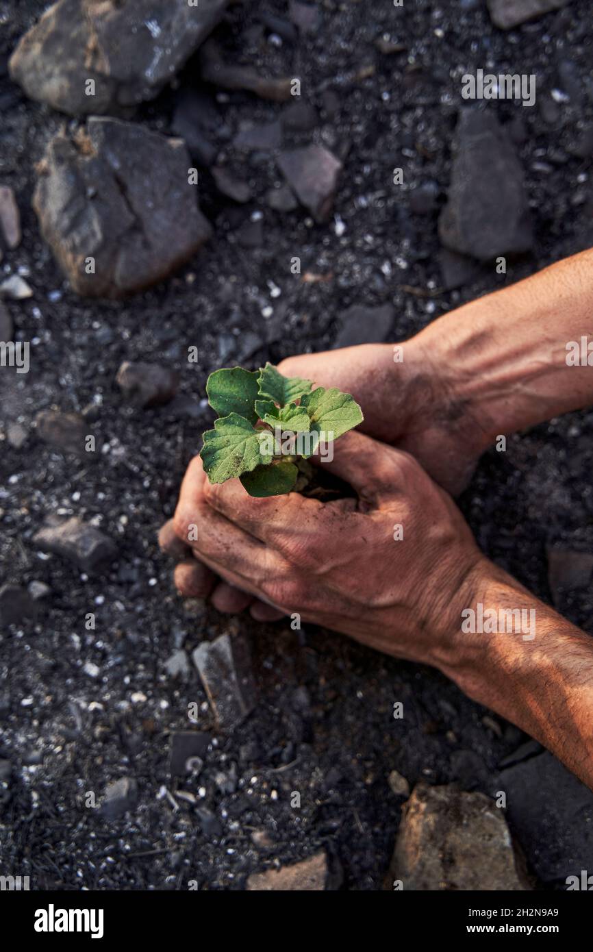 Homme plantant une plante sur un sol de forêt brûlé Banque D'Images