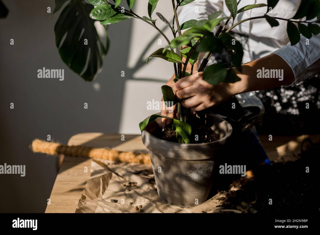 Les mains de la femme plantant un bijou à Zanzibar dans un pot à la maison Banque D'Images