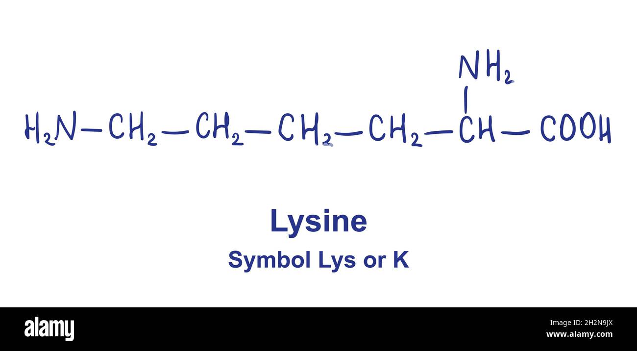 Structure chimique de la lysine.Illustration vectorielle dessinée à la main Illustration de Vecteur