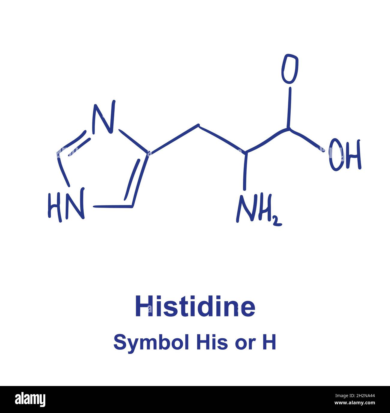 Structure chimique de l'histidine.Illustration vectorielle dessinée à la main Illustration de Vecteur
