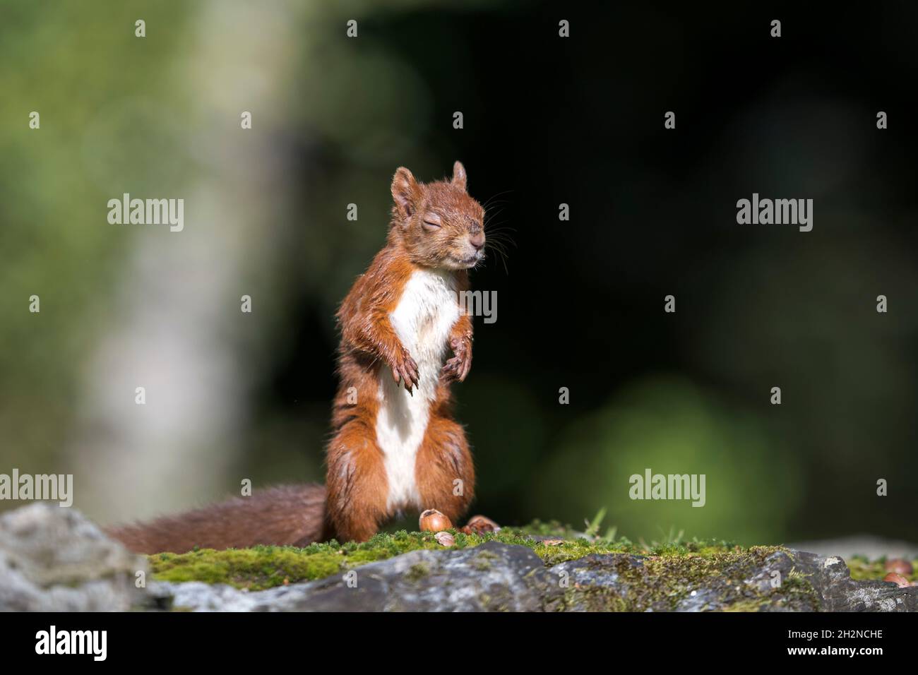 Écureuil rouge eurasien (Sciurus vulgaris) debout sur une surface rocheuse avec des yeux fermés Banque D'Images