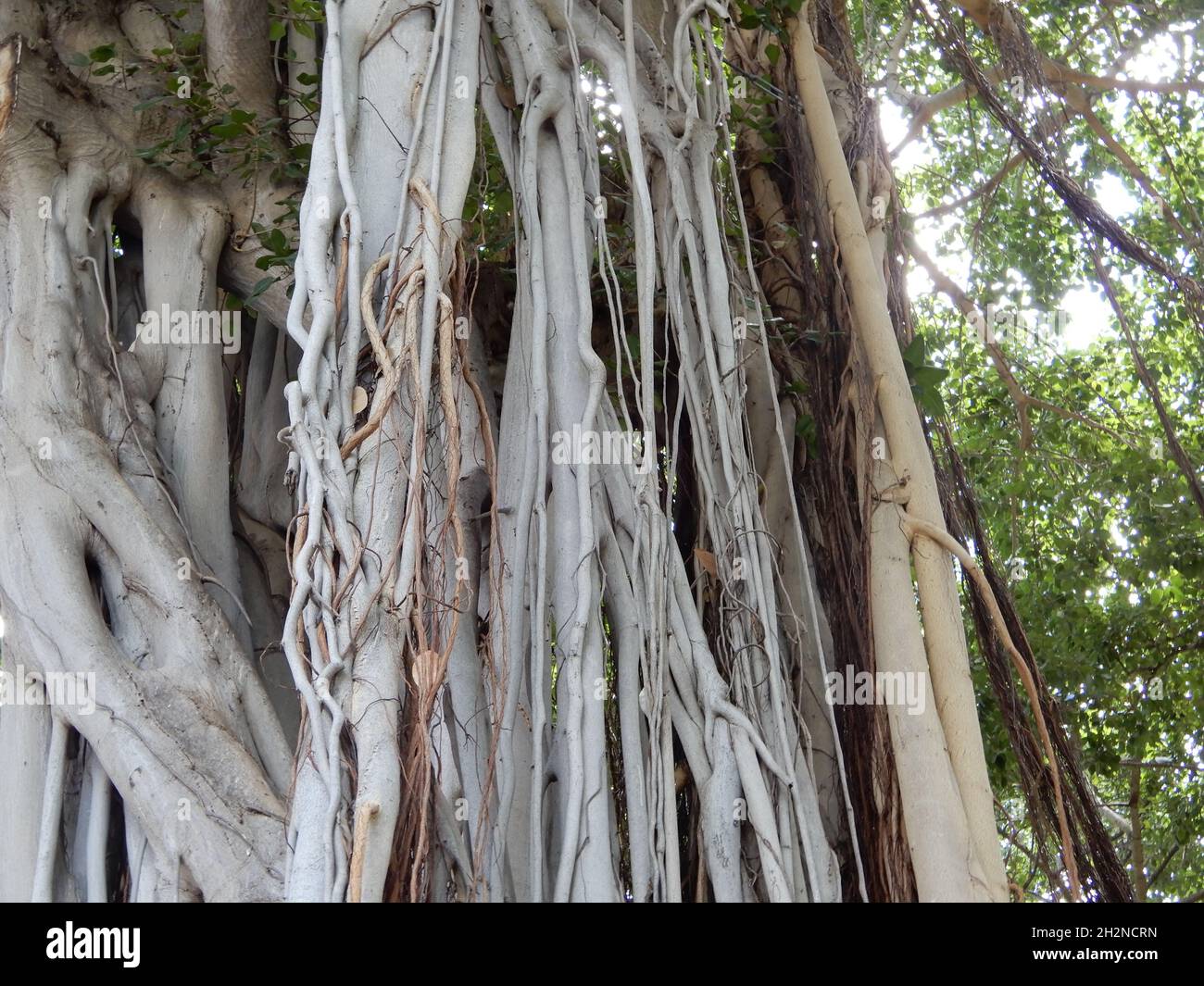 Oahu, Bonjour.ÉTATS-UNIS 6/2/2021.Construit en 1882.Palais Iolani dernière résidence de la monarchie d'Hawaï.Beaux meubles, sculptures/histoire familiale. Banque D'Images