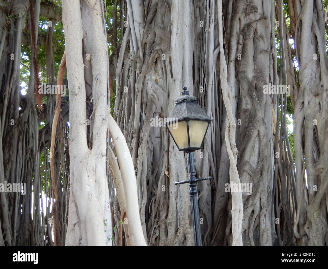 Oahu, Bonjour.ÉTATS-UNIS 6/2/2021.Construit en 1882.Palais Iolani dernière résidence de la monarchie d'Hawaï.Beaux meubles, sculptures/histoire familiale. Banque D'Images