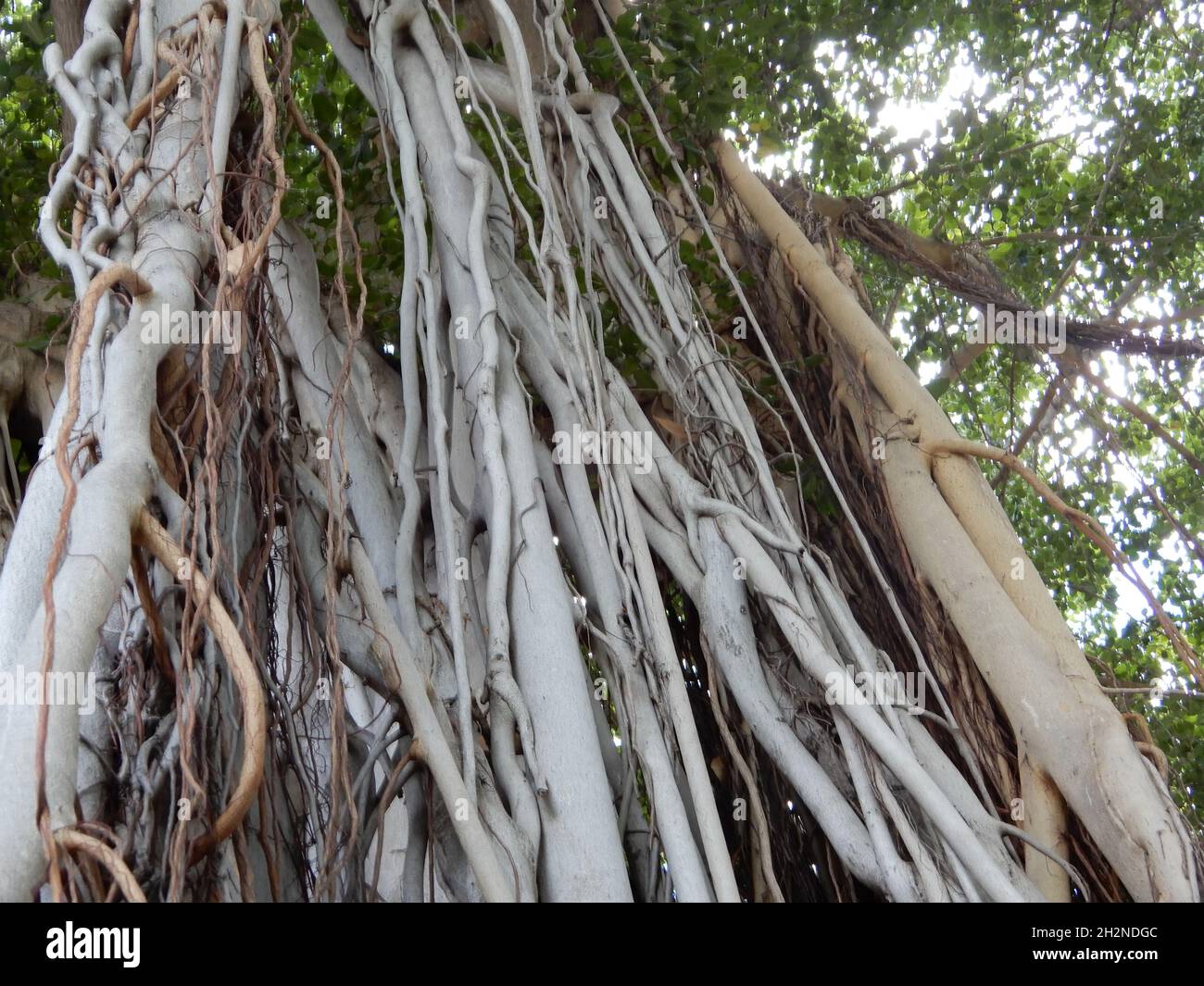 Oahu, Bonjour.ÉTATS-UNIS 6/2/2021.Construit en 1882.Palais Iolani dernière résidence de la monarchie d'Hawaï.Beaux meubles, sculptures/histoire familiale. Banque D'Images