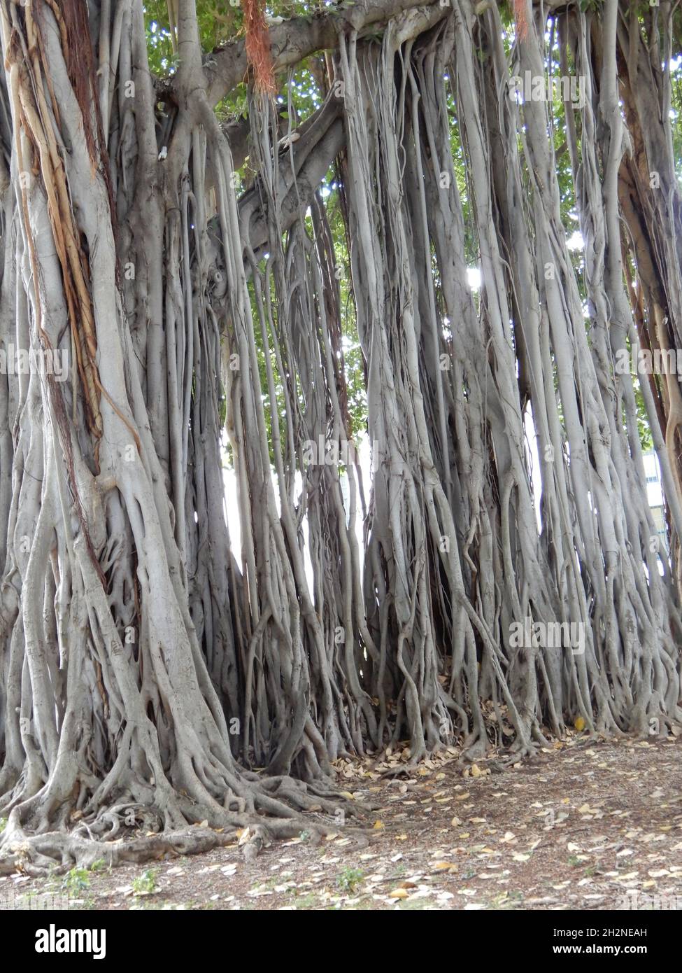 Oahu, Bonjour.ÉTATS-UNIS 6/2/2021.Construit en 1882.Palais Iolani dernière résidence de la monarchie d'Hawaï.Beaux meubles, sculptures/histoire familiale. Banque D'Images