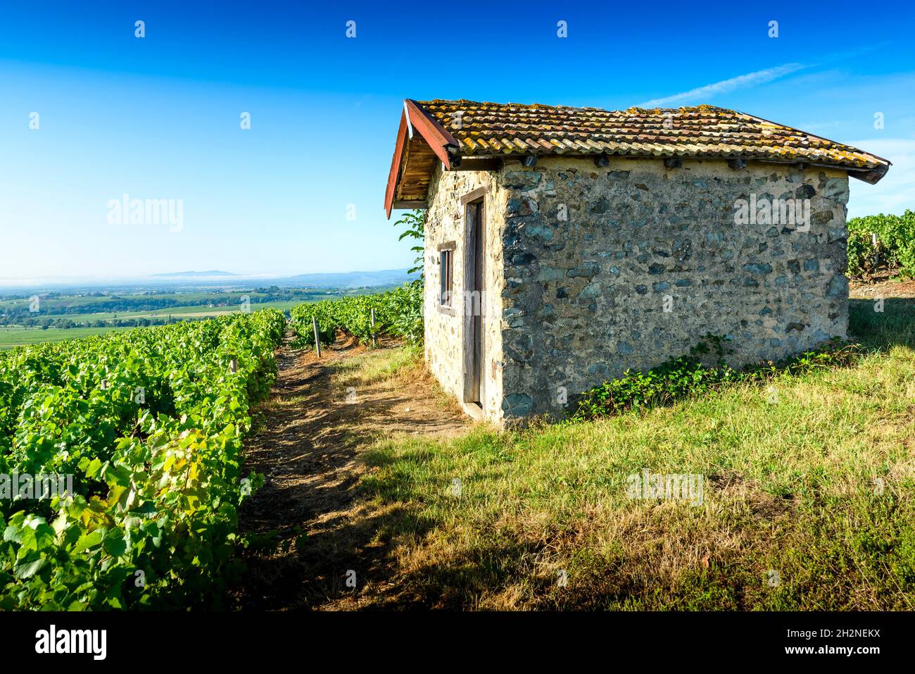 Cadole au milieu du vignoble de Morgon, Beaujolais, France Banque D'Images