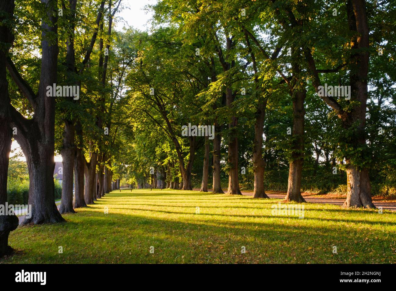 Allemagne, Bavière, Dinkelsbuhl, Avenue des arbres à la lumière du soir Banque D'Images