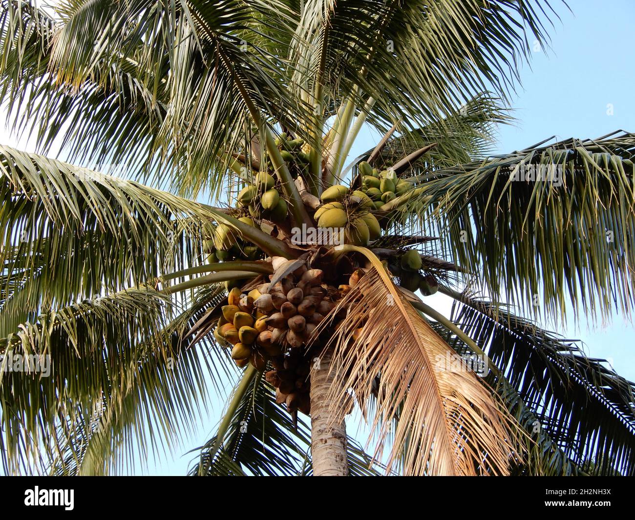 Palmier d'ananas Banque de photographies et d’images à haute résolution