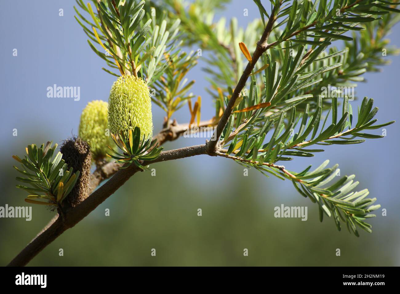 Branche florissante de la banksia d'argent (Banksia marginata). Banque D'Images