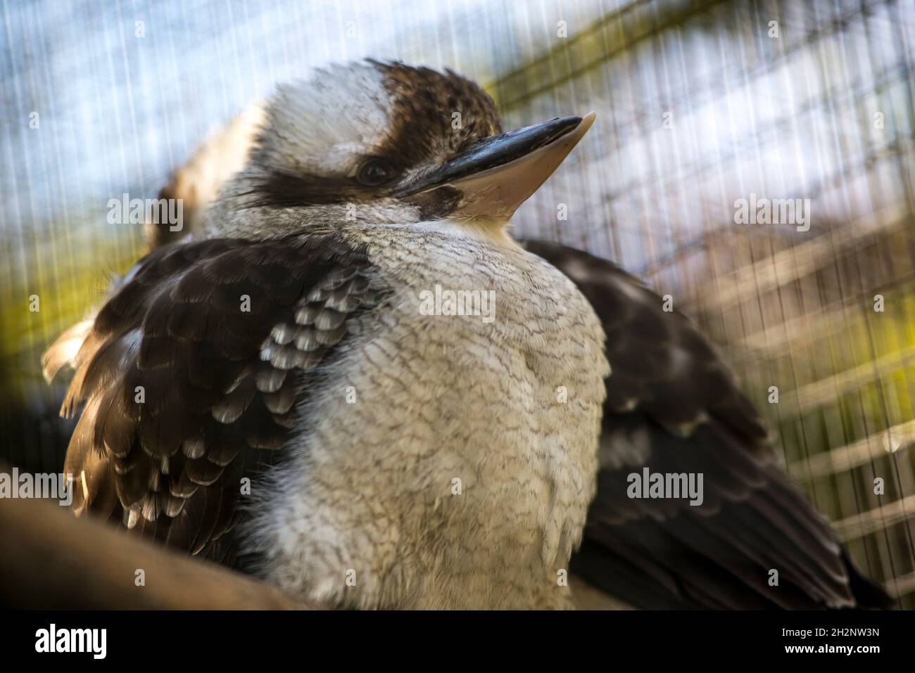 petit oiseau dans une cage Banque D'Images