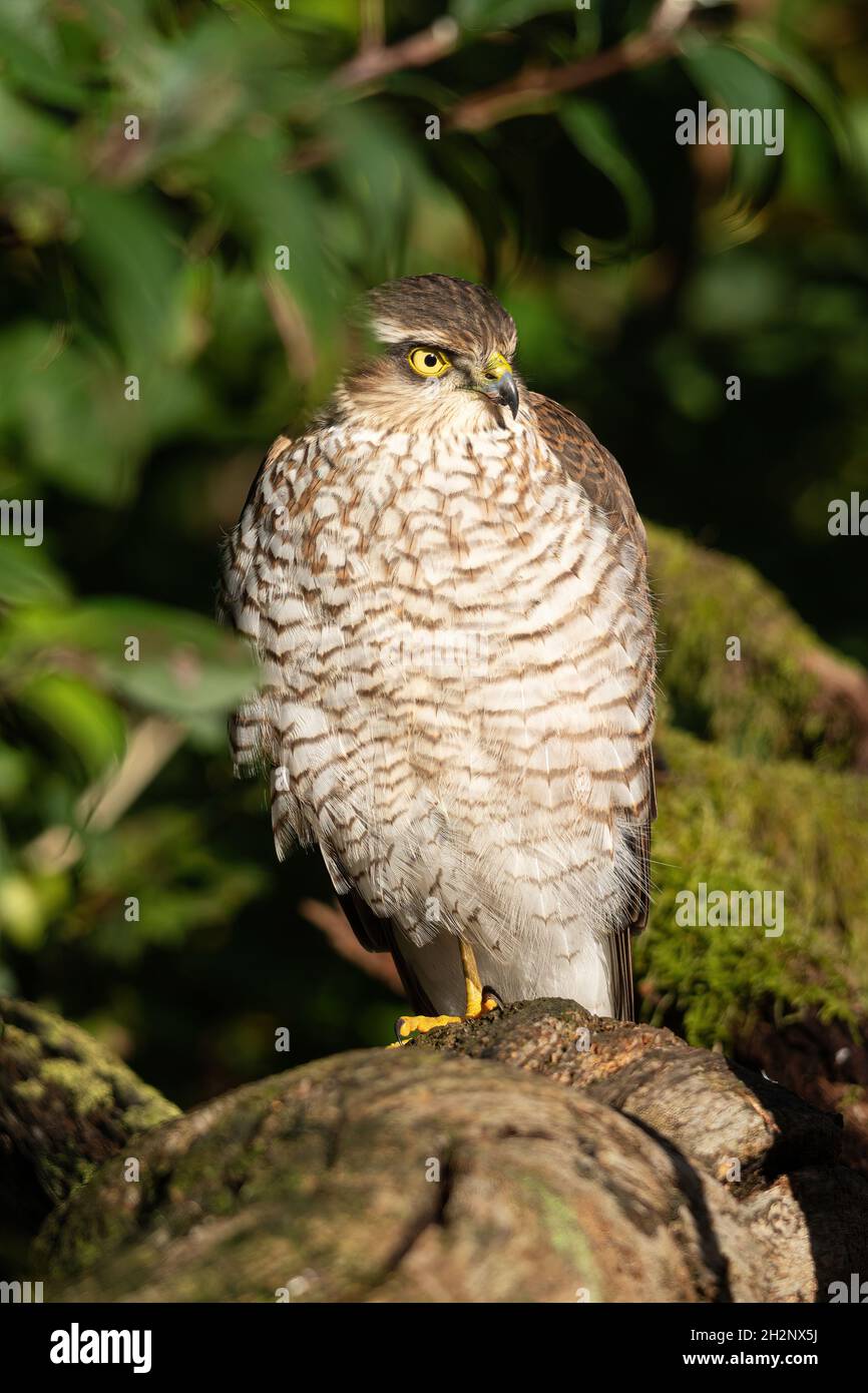 Sparrowhawk (Accipiter nisus), oiseau de proie ou rapaleur femelle perché dans un jardin, Royaume-Uni Banque D'Images