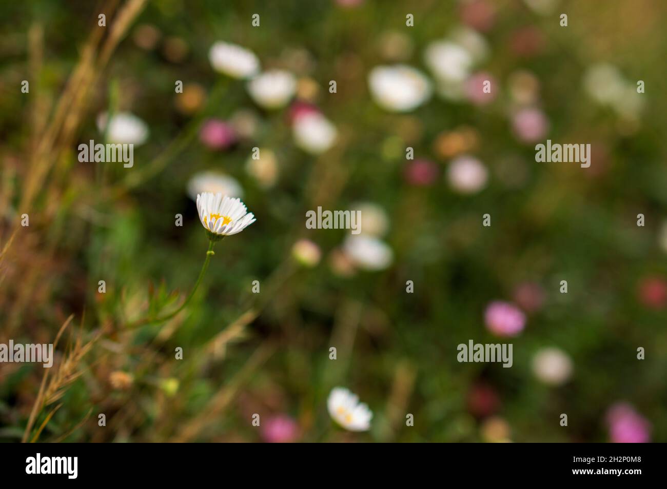 Pré de printemps d'un tapis de petites fleurs roses et blanches qui sont connues sous le nom de pâquerettes sauvages.Les pâquerettes sauvages sont également appelées pâquerettes œilleton-bœuf Banque D'Images
