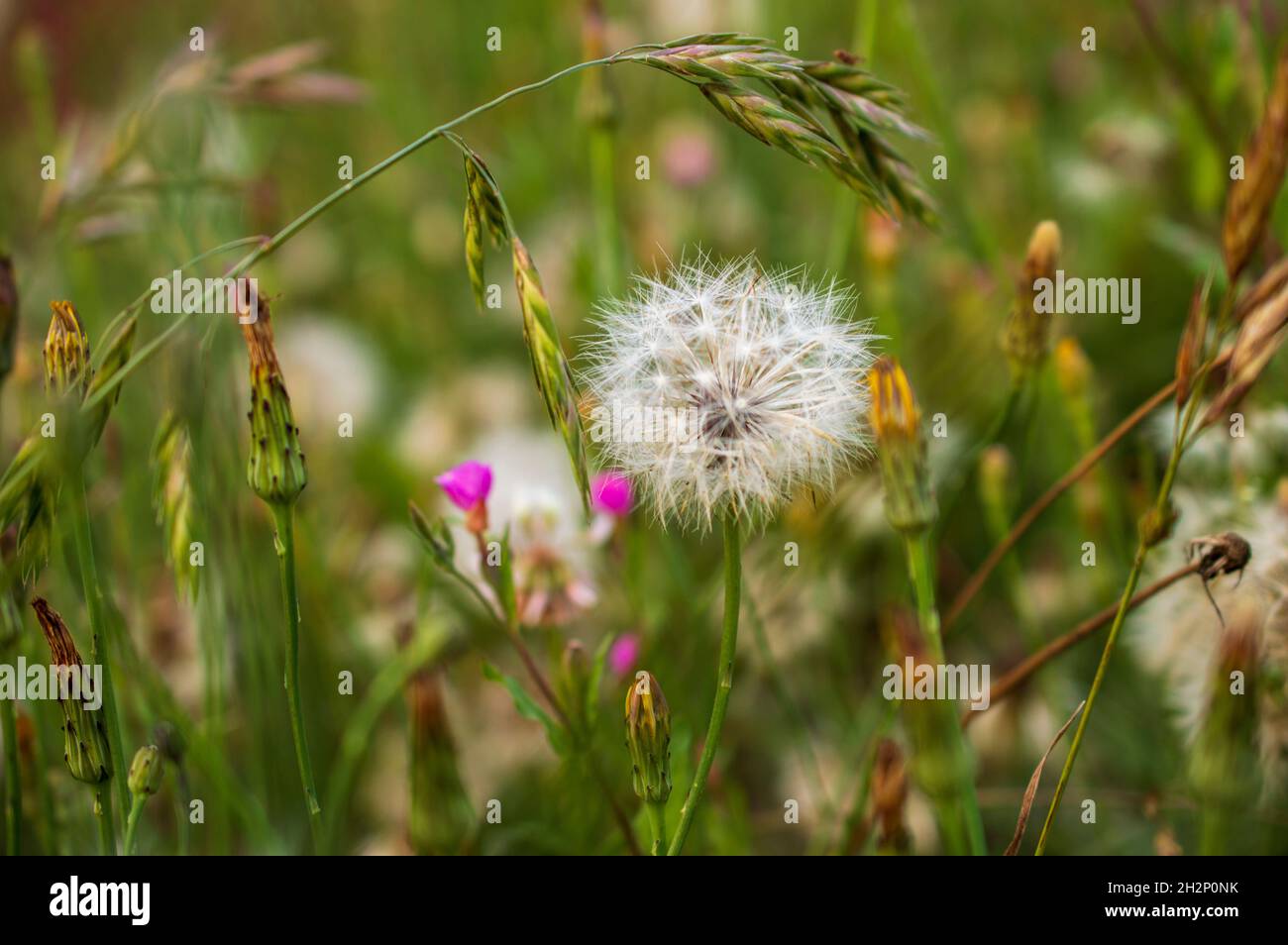 La barbe du grand-père est une laitoued indienne scientifiquement connue sous le nom d'Asclepias eriocarpa.Les espèces du genre Asclepias cultivent leurs graines en gousses. Banque D'Images