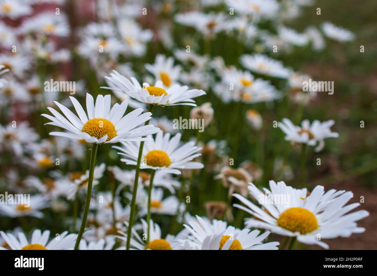 Pré de printemps d'un tapis de petites fleurs roses et blanches qui sont connues sous le nom de pâquerettes sauvages.Les pâquerettes sauvages sont également appelées pâquerettes œilleton-bœuf Banque D'Images