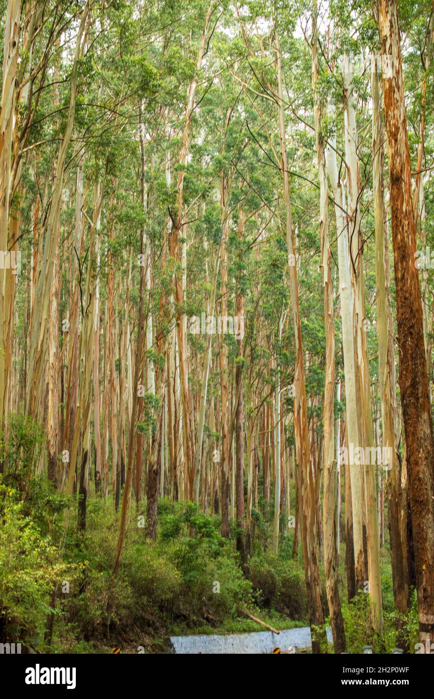 L'eucalyptus communément appelé gomme bleu du sud ou gomme bleue est une espèce de grand arbre à feuilles persistantes.Ils ont principalement des feuilles juvéniles d'écorce lisse Banque D'Images