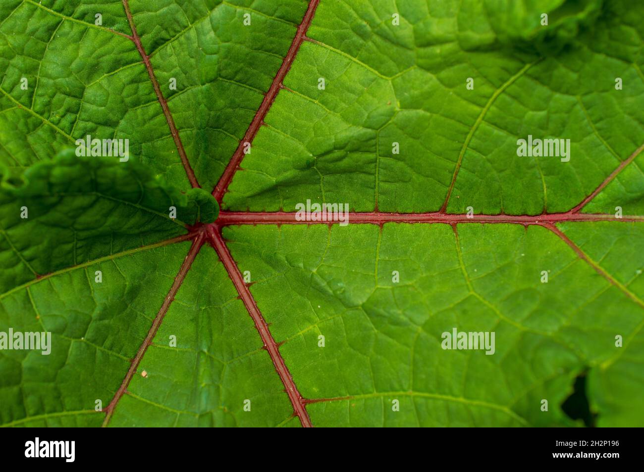 Plante vivace avec des feuilles vert lime vif mises en évidence par des veines violet profond.Cette plante prospère dans l'ombre partielle avec un sol bien drainé. Banque D'Images